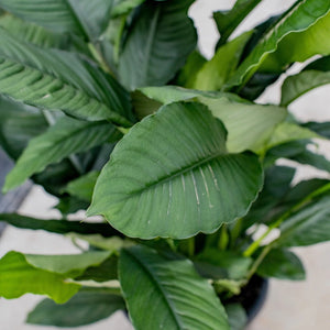 Spathiphyllum Peace Lilly