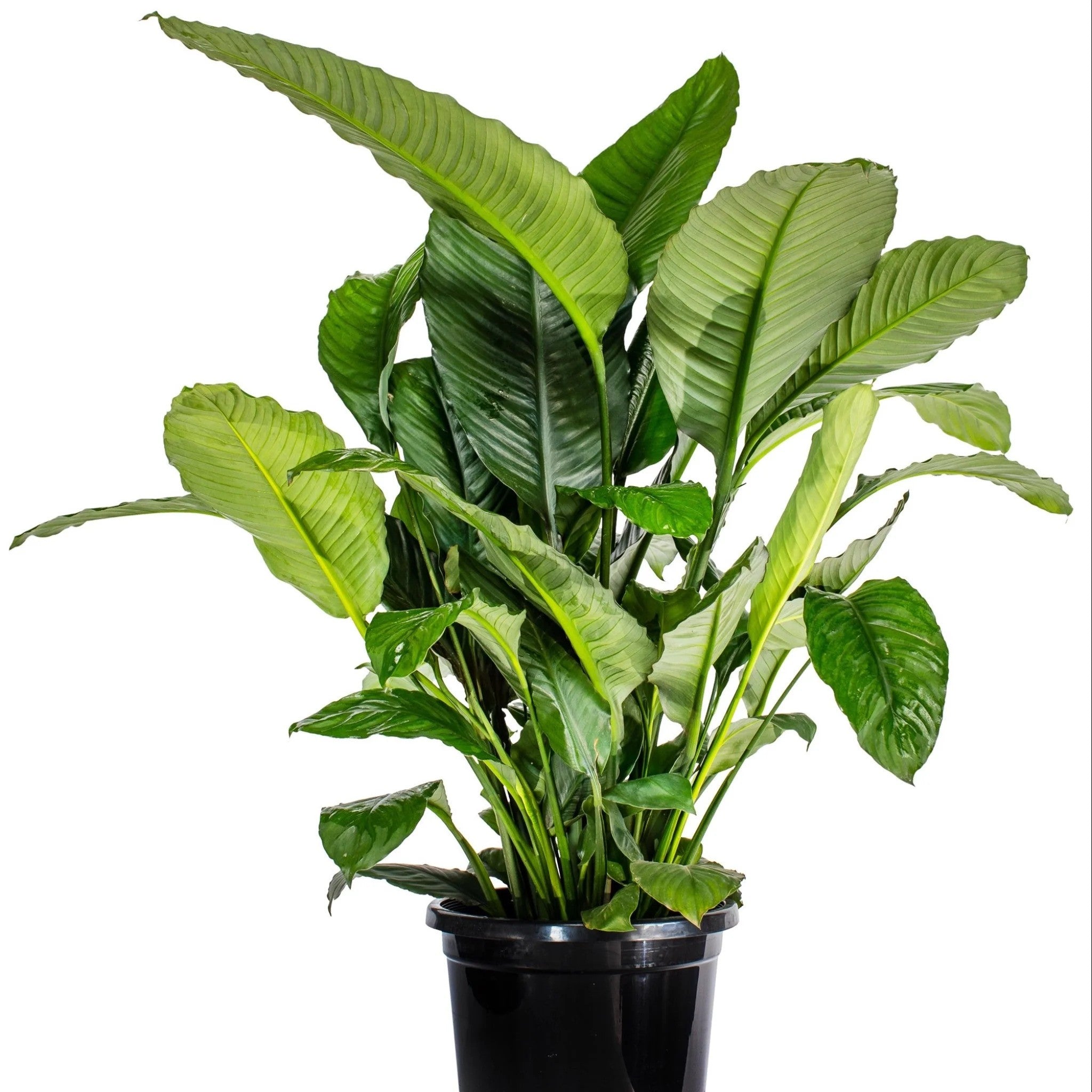 Spathiphyllum Peace Lilly