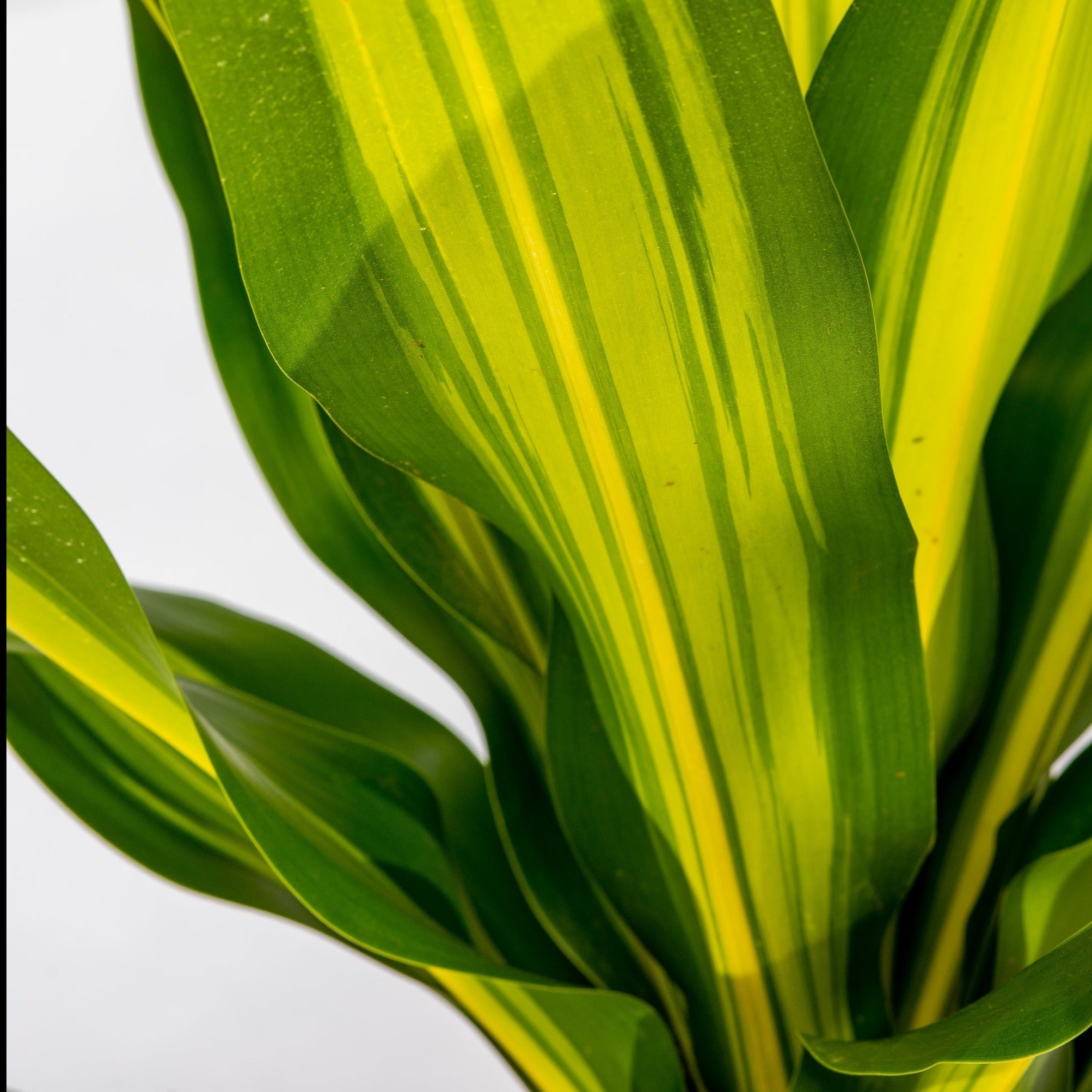 dracaena golden heart yellow leaves Dracaena Golden Heart - Dracaena fragrans