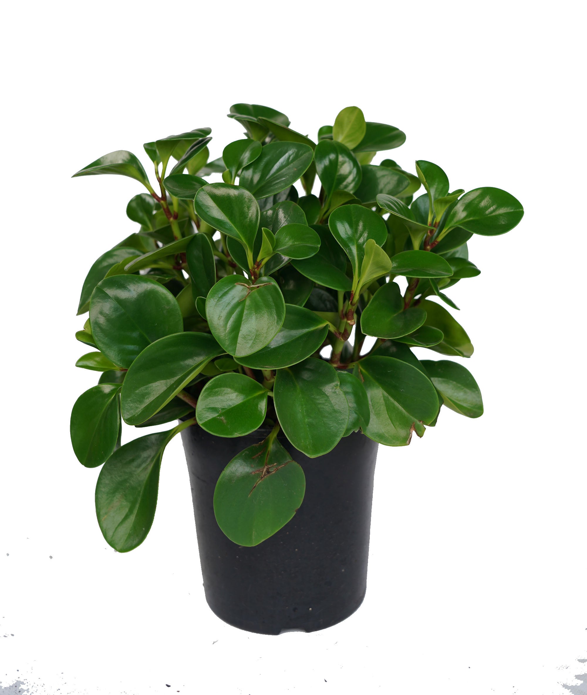 Peperomia