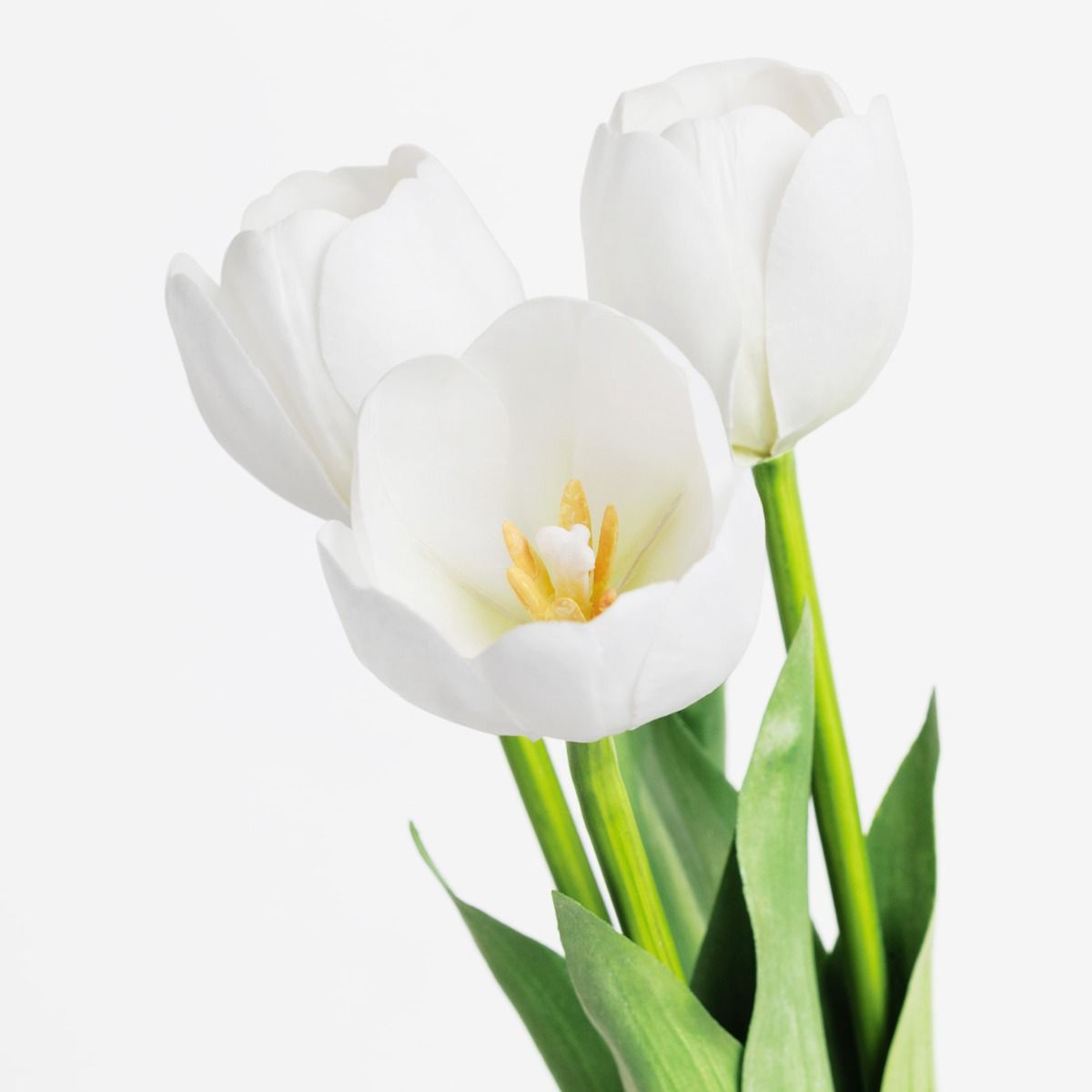 Young Holland Tulip Stem (Blooming White)