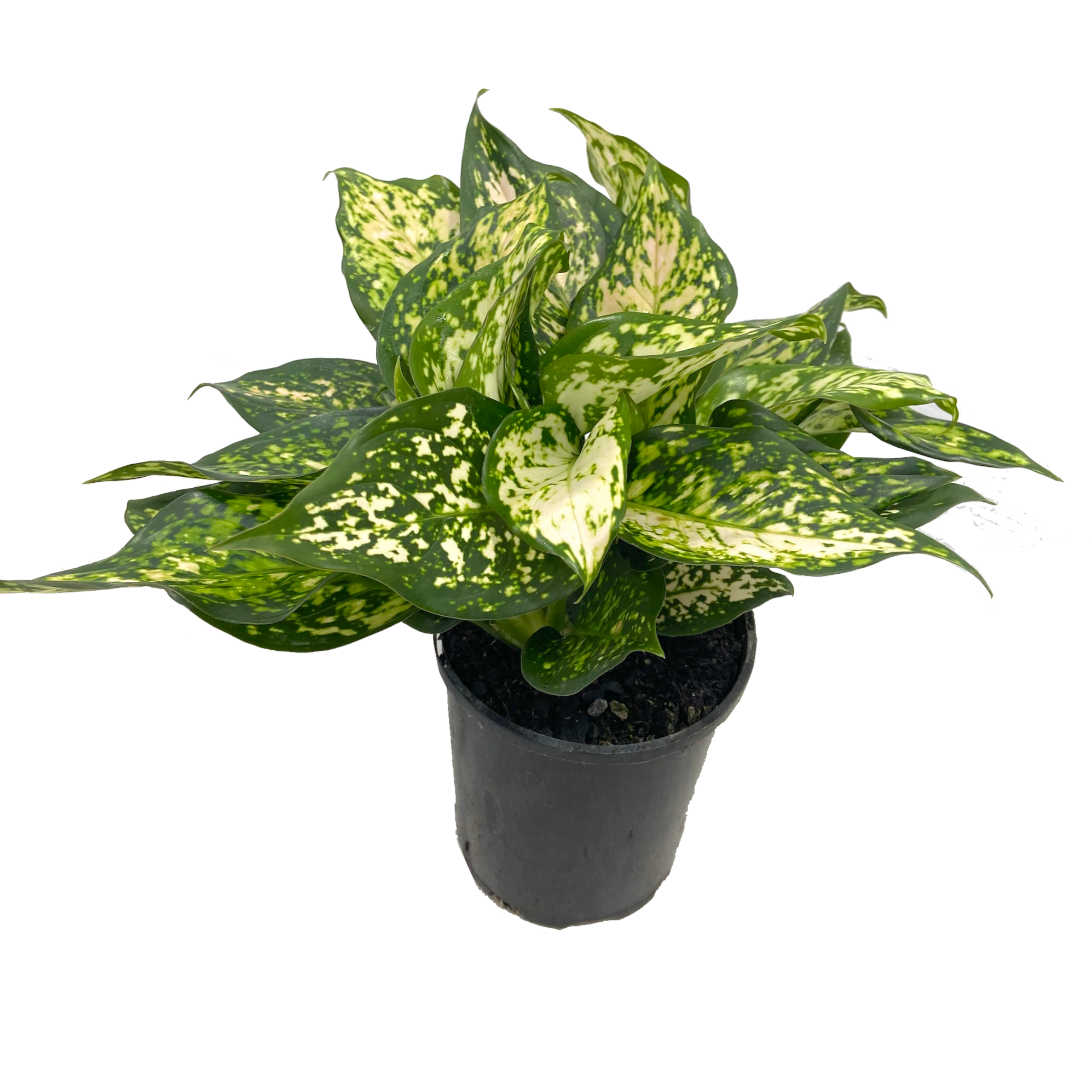 aglaonema eileen Aglaonema 'Eileen' | Indoor Plant Gift