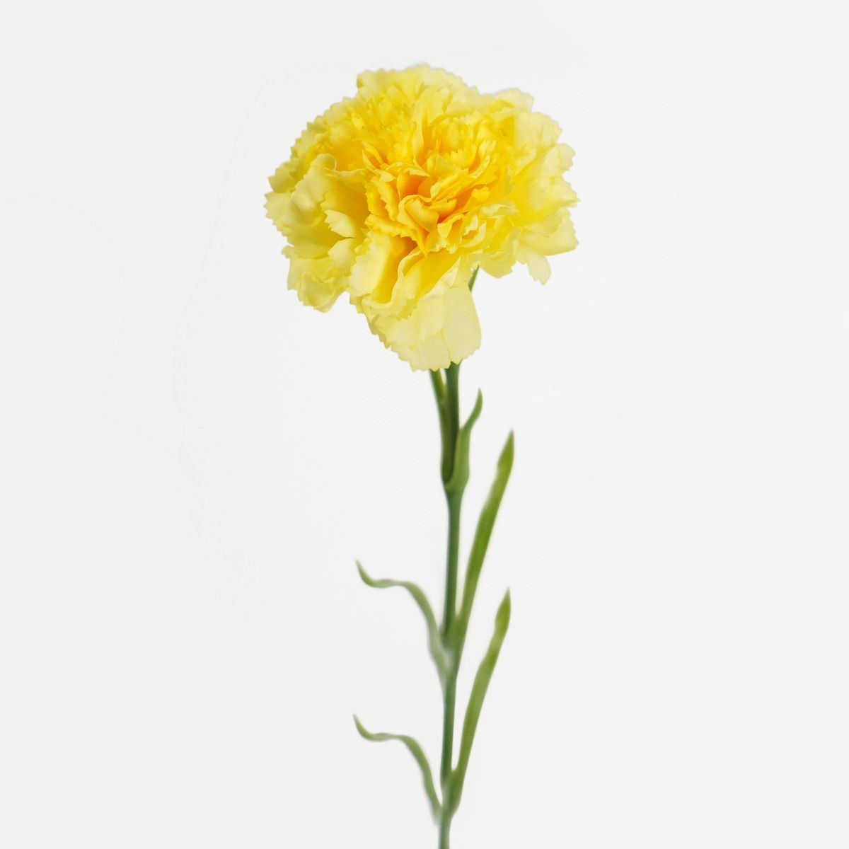 Carnation Stem (Yellow) Natural Touch